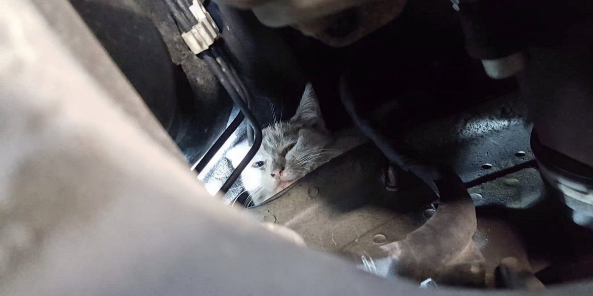 27.06.2018 - Katzenbaby aus Motorraum gerettet