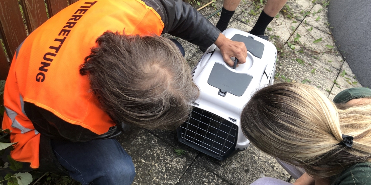 25.09.2019 - Eingeklemmte Katze aus Zaun gerettet