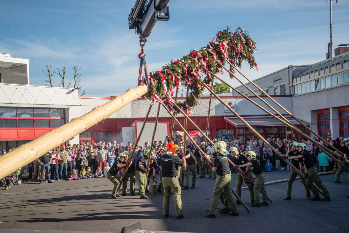 maibaum